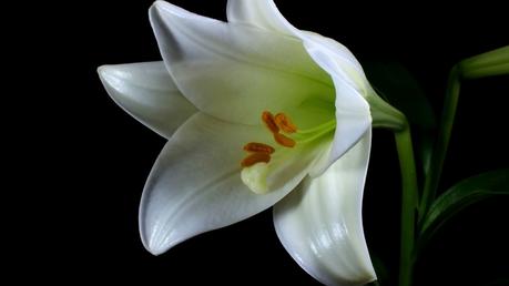 ouverture-fleur-blanche