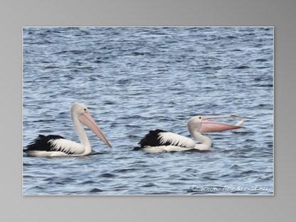 Bellarine Peninsula oiseau pélican mange