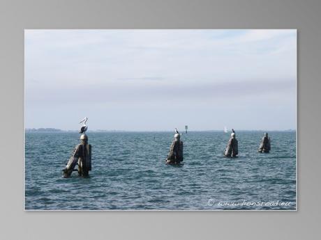 Bellarine Peninsula oiseau