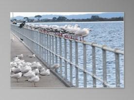 Bellarine Peninsula oiseau mouette