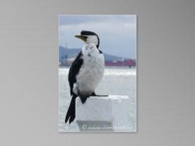 Bellarine Peninsula oiseau pengouin