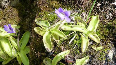 Flore carnivore de Mittenwald: la grassette des Alpes / Fleischfressendepflanze in Mittenwald: Alpen-Fettkraut