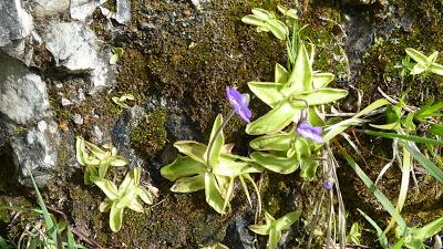 Flore carnivore de Mittenwald: la grassette des Alpes / Fleischfressendepflanze in Mittenwald: Alpen-Fettkraut