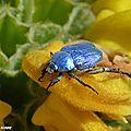 Ce petit scarabée bleu est un vrai bijou...