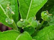 Mercuriale pérenne (Mercurialis perennis)