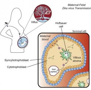 ZIKA: Le microbiote en cause dans la transmission de la mère au ftus  – Cell Host & Microbe