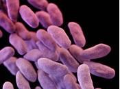 ANTIBIORÉSISTANCE: CRE, superbactérie inquiète experts américains CDC-FDA