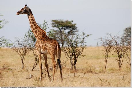 l'Afrique n'est pas faite que de girafes au long coup source: destinationlemonde.com