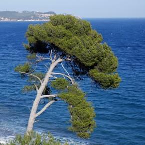 var la seyne-sur-mer cap sicié randonnée sentier littoral