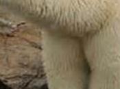 sauvage Saint-Félicien