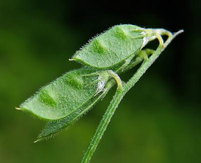 Vesce hérissée (Vicia hirsuta)