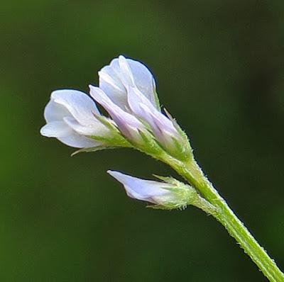 Vesce hérissée (Vicia hirsuta)