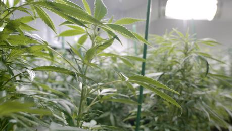 Crédit : cannabis par Shutterstock