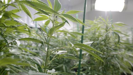 Crédit : cannabis par Shutterstock