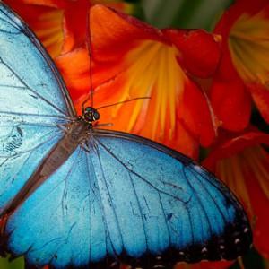 Insectarium de Montréal