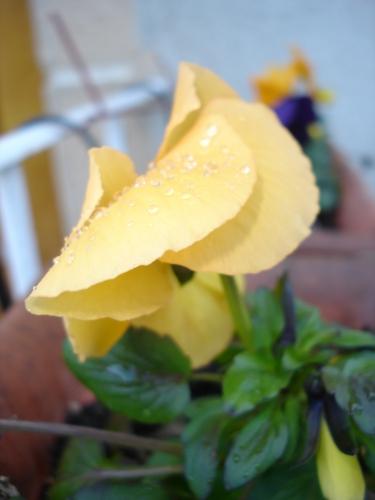 pluie, fleur, flower, rain, eau, water, drop, goutte