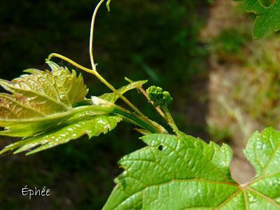 Raclette { végétale } Raclette { végétale }
