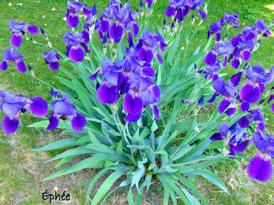 Raclette { végétale } Raclette { végétale }