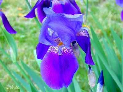 Raclette { végétale } Raclette { végétale }