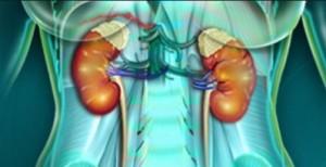 danger regime dukan rein