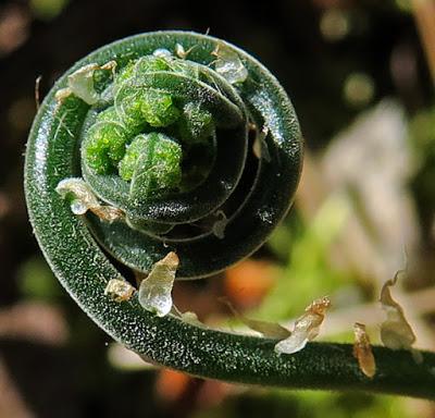 Polypode du calcaire (Gymnocarpium robertianum)
