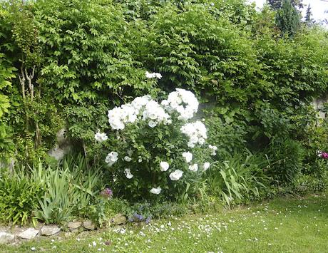 Le petit jardin du Mas Bleu