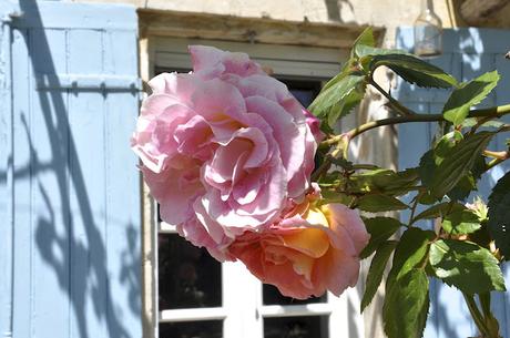 Le petit jardin du Mas Bleu