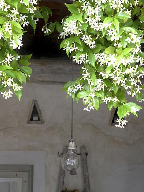Le petit jardin du Mas Bleu