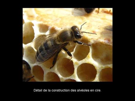 Divers - Les abeilles - 4
