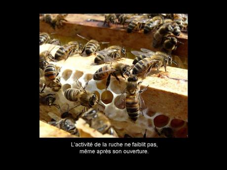 Divers - Les abeilles - 4