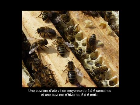 Divers - Les abeilles - 4