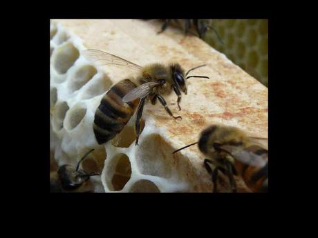 Divers - Les abeilles - 4
