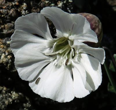 Silène maritime (Silene vulgaris subsp. Maritima)