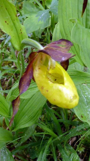 Cypripedium calceolus: le sabot de Vénus fleurit à Mittenwald / Gelber Frauenschuh in Mittenwald