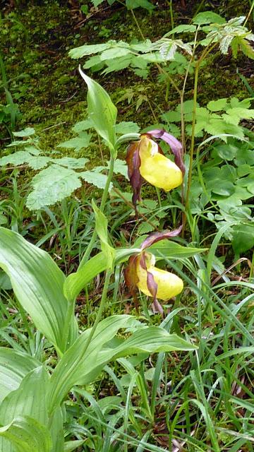 Cypripedium calceolus: le sabot de Vénus fleurit à Mittenwald / Gelber Frauenschuh in Mittenwald