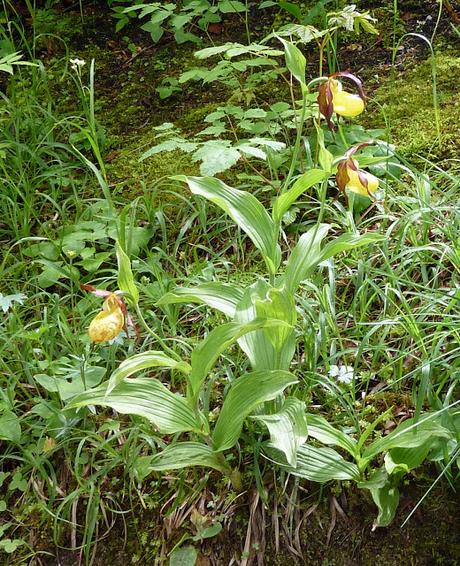 Cypripedium calceolus: le sabot de Vénus fleurit à Mittenwald / Gelber Frauenschuh in Mittenwald