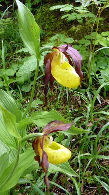 Cypripedium calceolus: le sabot de Vénus fleurit à Mittenwald / Gelber Frauenschuh in Mittenwald