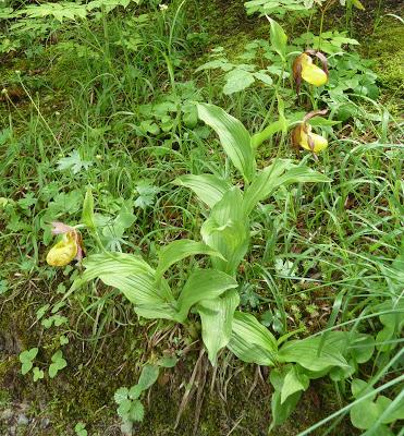 Cypripedium calceolus: le sabot de Vénus fleurit à Mittenwald / Gelber Frauenschuh in Mittenwald