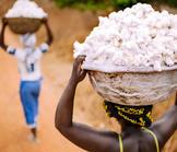 L’africapitalisme : un tremplin pour une agriculture prospère