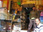 perroquet serial killer