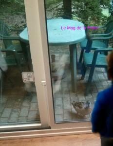 center parcs les bois francs canard 2