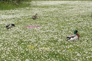 (Center Parcs – Les Bois Francs) Au pays des canards #3 Center parcs les bois francs canard