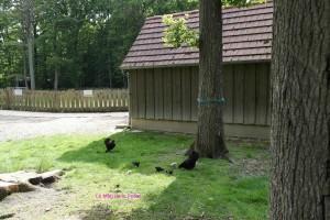 center parcs les bois francs poules