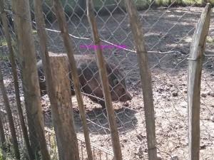 center parcs mini ferme les bois francs