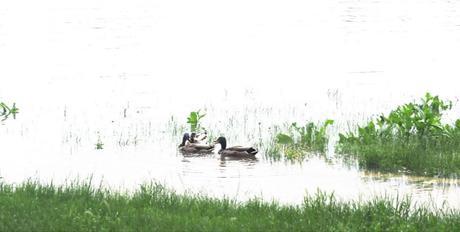 Canards sur la Seine Alfortville