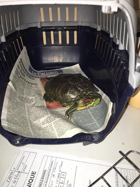 Où déposer une tortue de Floride - CED
