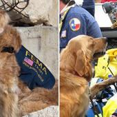 Never forget: Last 9/11 Ground Zero search dog dies at age 16