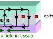BIOÉLECTROMAGNÉTISME: micro-courants pour relancer cicatrisation d'une plaie Journal Leukocyte Biology