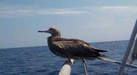 Navigation de Jamaïque jusqu’à la Martinique