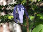 Fleurs Alpes: Clematis alpina clématite Alpes Alpen-Waldrebe